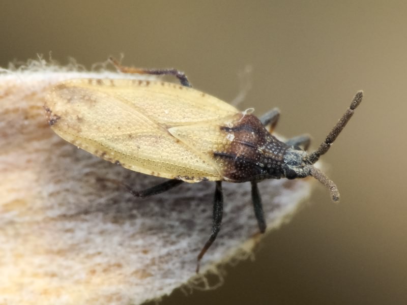 Catoplatus carthusianus (Goeze, 1778)